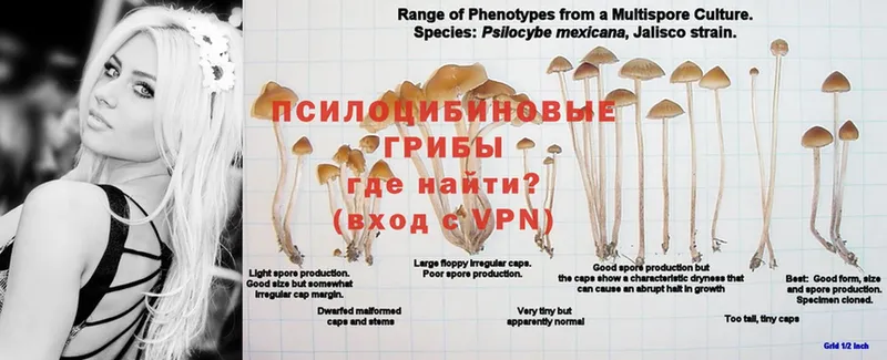 закладка  Азнакаево  Галлюциногенные грибы Cubensis 